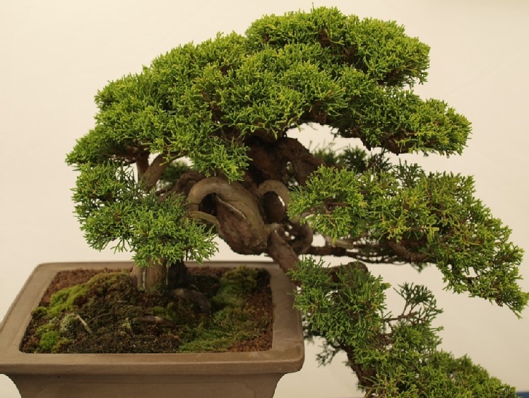 Uwaga! Planujesz import określonych roślin bonsai z Japonii – zgłoś to teraz do GIORiN