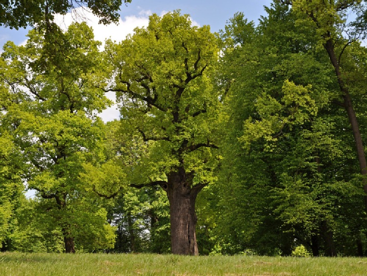 Dęby w natarciu, czyli konkurs Drzewo Roku 2017