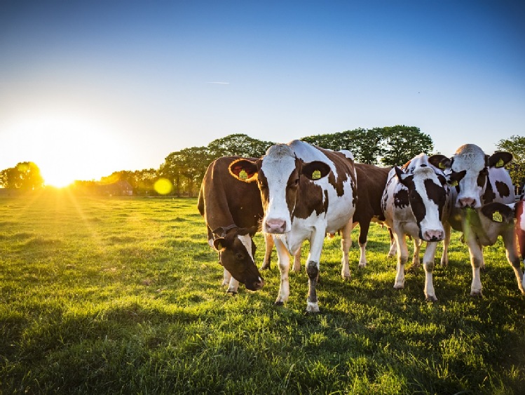 Program redukcji emisji metanu dla producentów wołowiny