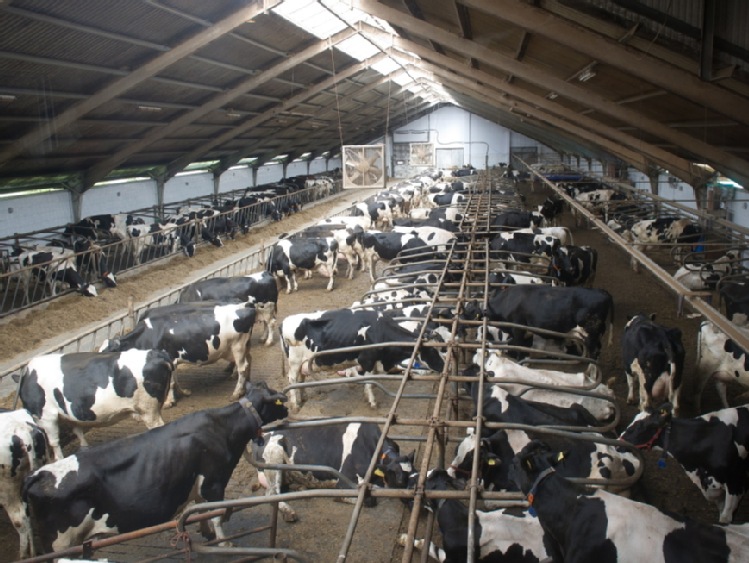 Mleczarze za unijną pomocą w zamian za ograniczenie produkcji mleka