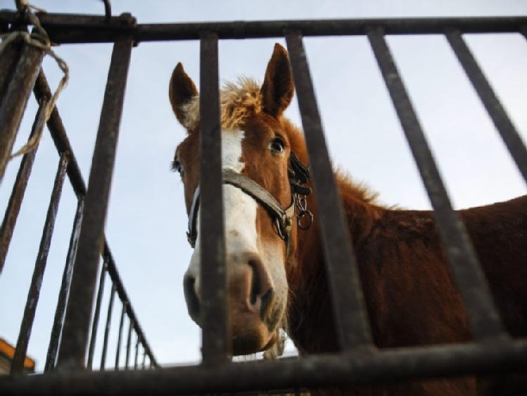 Mazowieckie: obrońcy praw zwierząt planują wykup koni na „Wstępach” w Skaryszewie