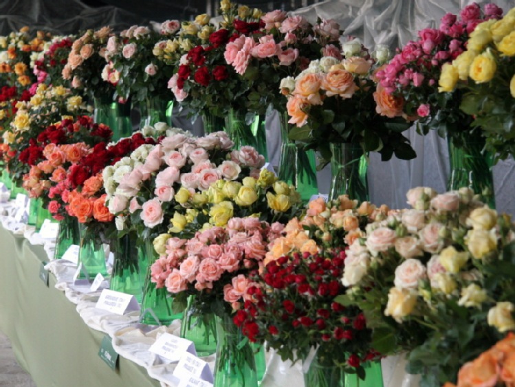 Łódzkie: Święto Róży odbędzie się we wrześniu w Kutnie