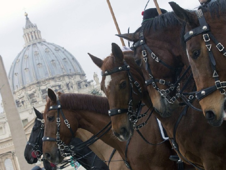Zwierzęta hodowlane wypełniły okolice placu Św. Piotra w Watykanie