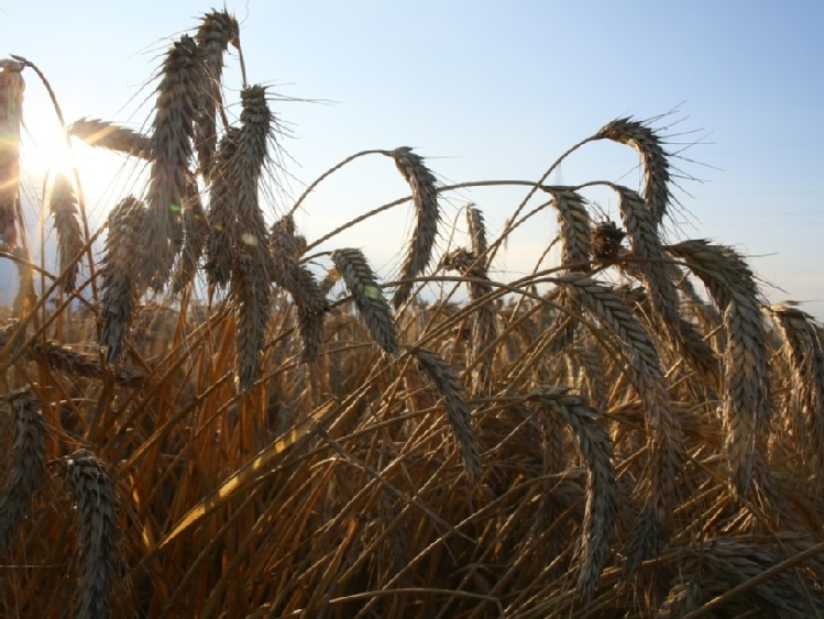 FAO: w styczniu wzrosły ceny żywności na świecie