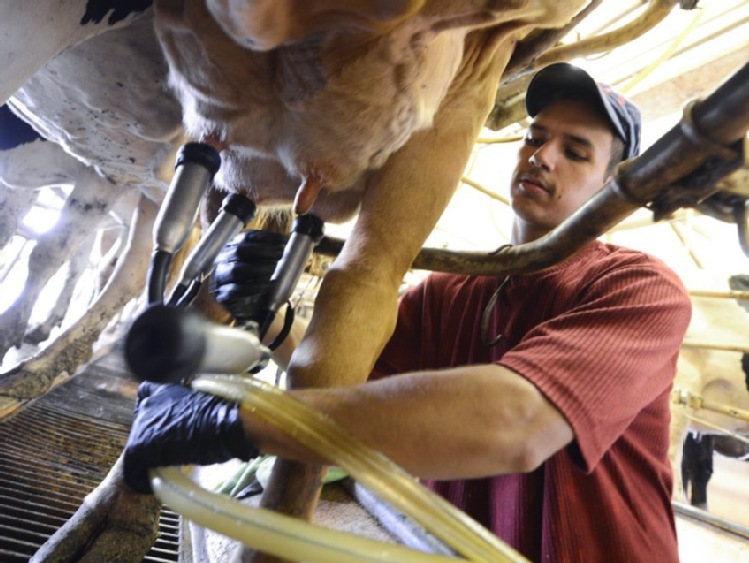 Nadprodukcja mleka w USA , rolnicy wylewają nadwyżki