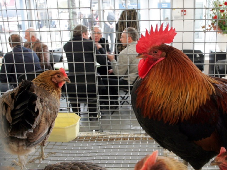 Rosja z powodu ptasiej grypy zakazała wwozu drobiu z dwu województw Polski