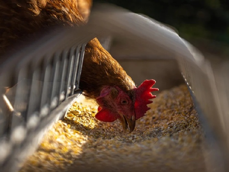 W Iranie brakuje paszy dla zwierząt