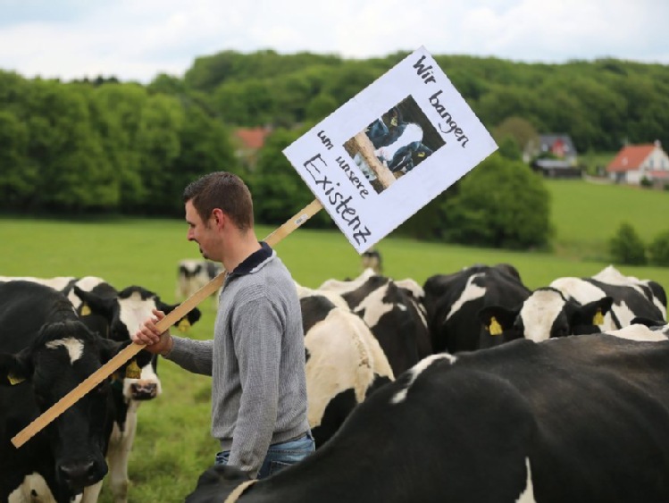 Pięciokrotnie mniej środków na wsparcie mleczarstwa w budżecie rolnym UE na 2017 r.