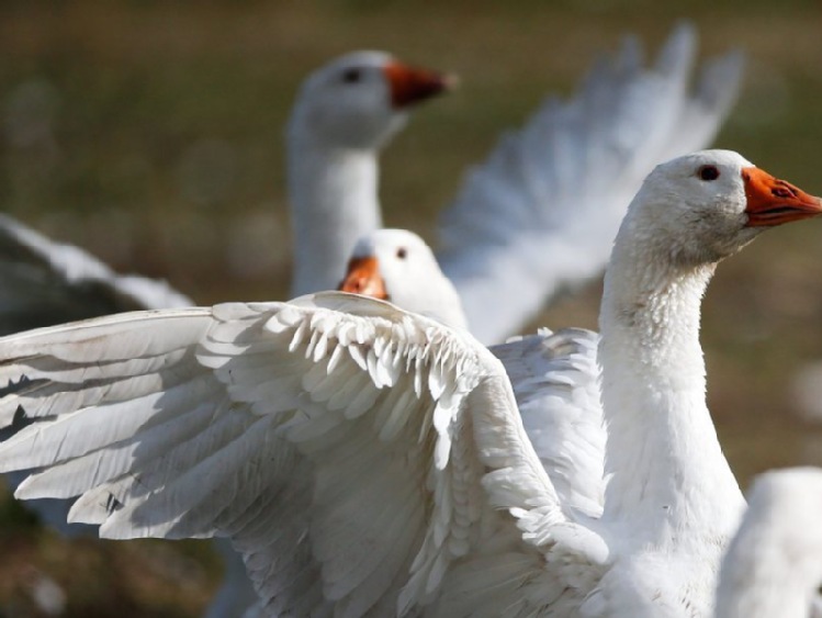 Dania: groźny wirus ptasiej grypy pierwszy raz wśród gęsi hodowlanych