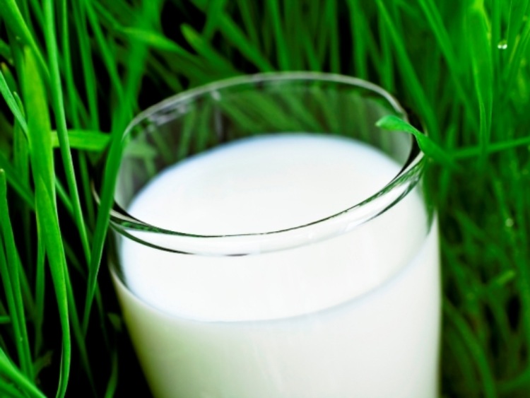 Białe mleko z zielonej trawy