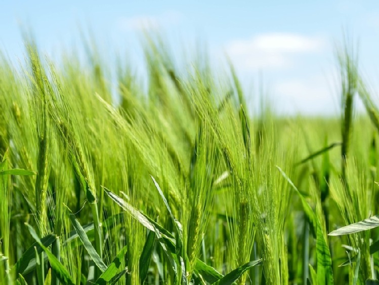 Rolnictwo ekologiczne – zagrożenie czy szansa?