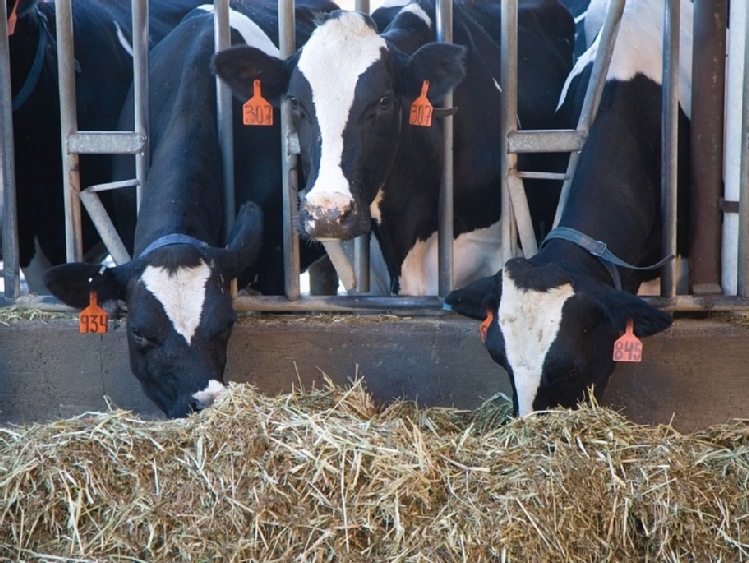 USA: Dairy Farmers of America inwestuje w sztuczną inteligencję