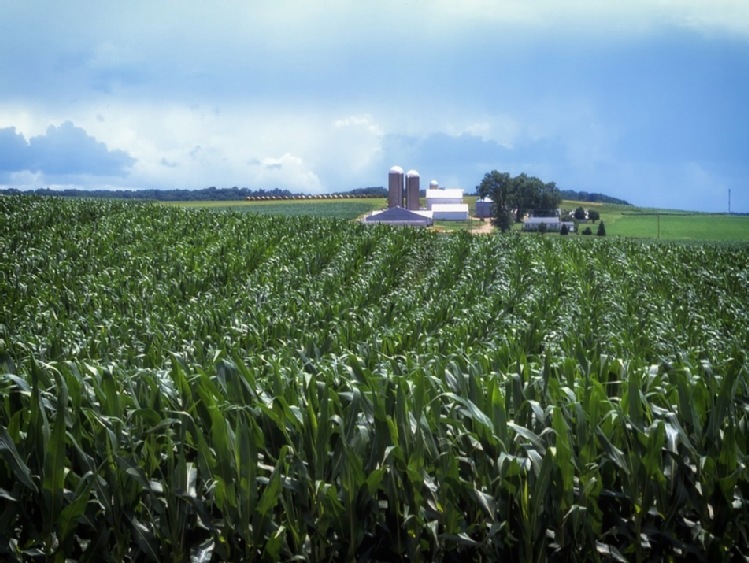 Francja: zbiory kukurydzy bliskie ukończenia