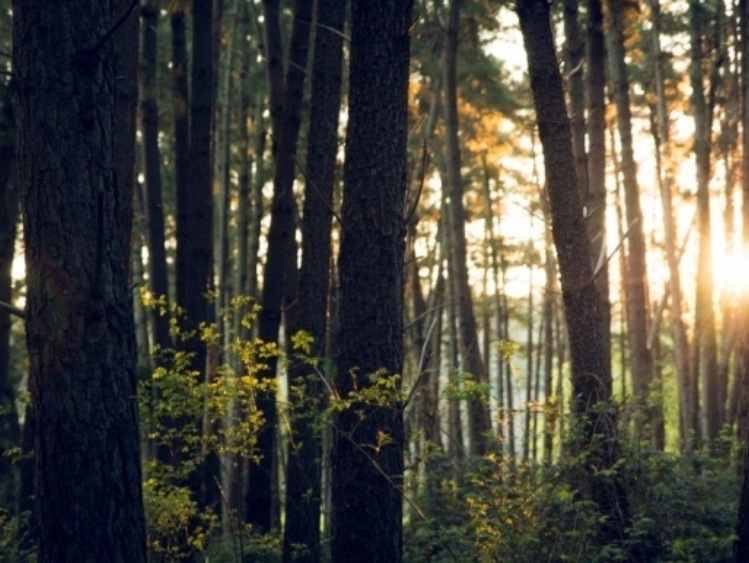 Chcesz poprawić czystość  powietrza w swojej okolicy? Chroń lasy.