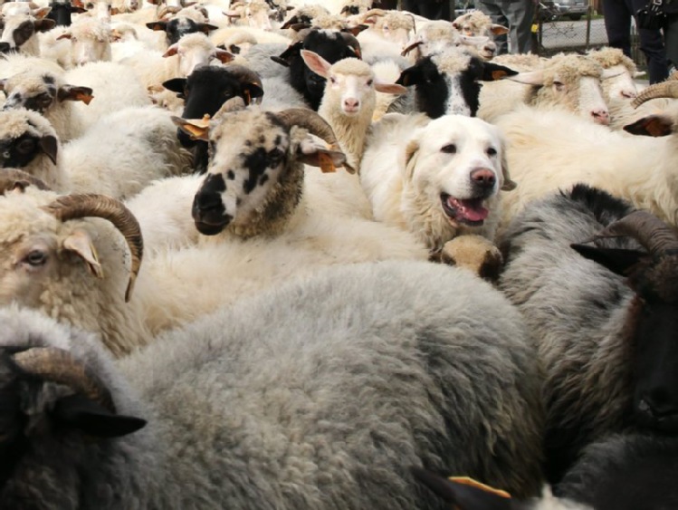 W Bieszczadach dobiega końca redyk owiec