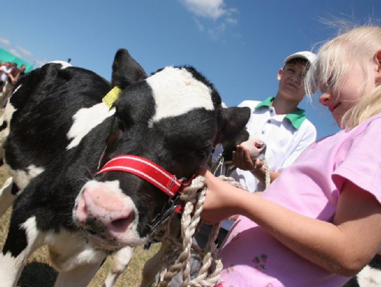 Producenci bydła i trzody  chlewnej wkrótce dostaną  unijną pomoc