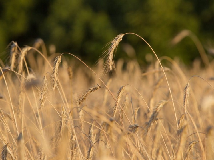 We Francji zbiory zbóż najsłabsze od 13 lat