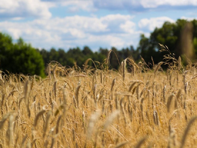 GUS szacuje: tegoroczne zbiory zbóż wyniosą 26,1 mln ton