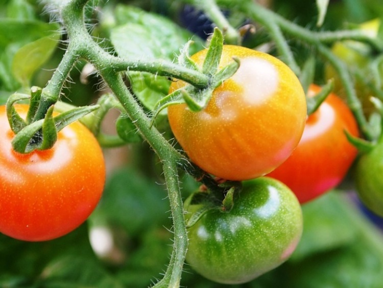 Polski  handel zagraniczny pomidorami