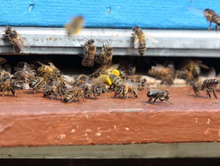 Pszczelarz ukradł pszczoły pszczelarzowi