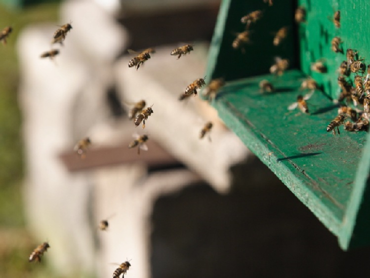 Ocieplenie klimatu to dłuższy sezon aktywności pszczół i więcej miodu