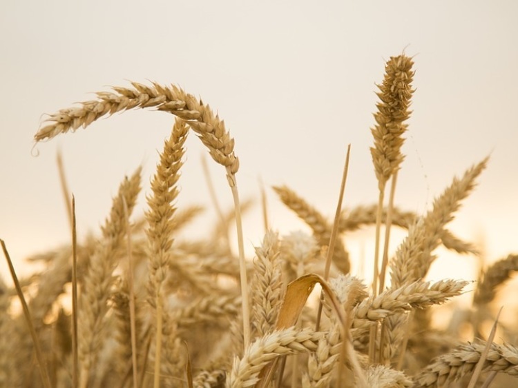 USDA  – prognozy większej produkcji pszenicy w sezonie 2016/17 zapowiadają rekordową podaż