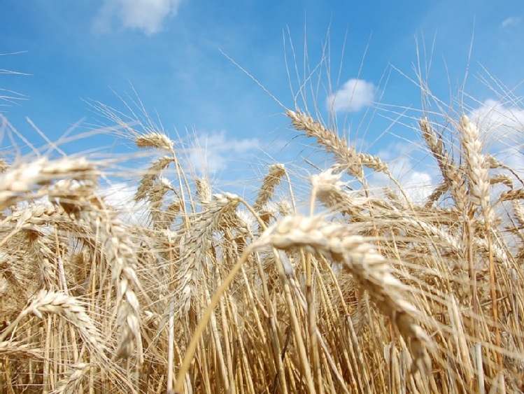 Ukraina – eksport zbóż w sezonie 2016/17 powinien osiągnąć 42 mln ton