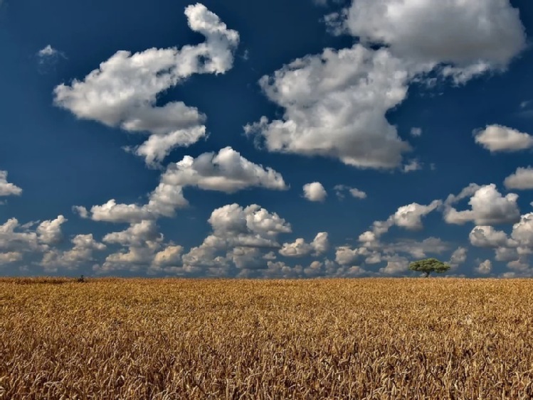 Negatywny wpływ importu zbóż w regionach graniczących z Ukrainą