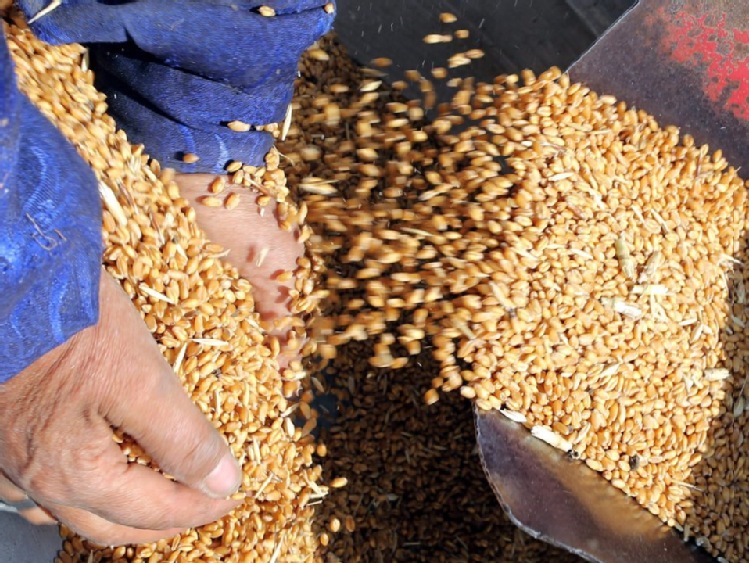 Ekspertka: Rosja może w zbliżającym się sezonie pozostać czołowym eksporterem pszenicy