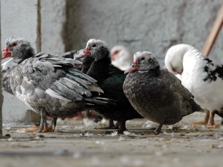 PIW: duże ryzyko rozprzestrzeniania się ptasiej grypy