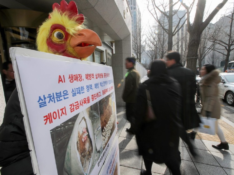 Chiny: dziewięć zgonów z powodu ptasiej grypy od początku stycznia
