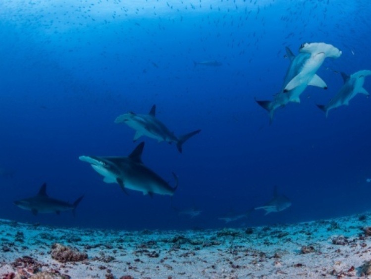 Sekrety podwodnego królestwa rekinów