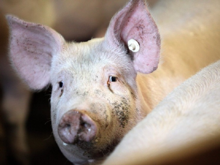 Ardanowski: decyzja o imporcie świń z Litwy ze strefy czerwonej - pochopna i szkodliwa