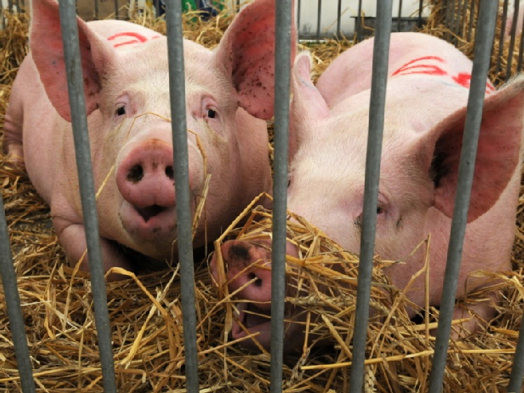 ARiMR przyjmuje wnioski o rekompensaty za rezygnację z hodowli świń