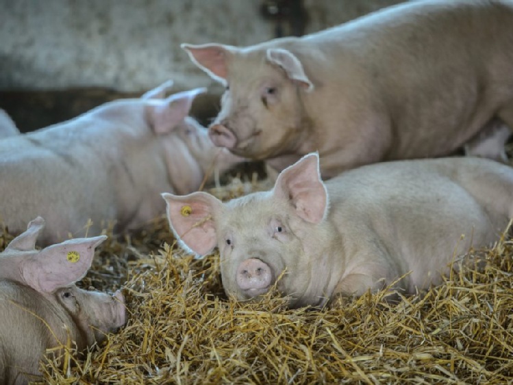 Agencja Rynku Rolnego: polski eksport wieprzowiny może spaść