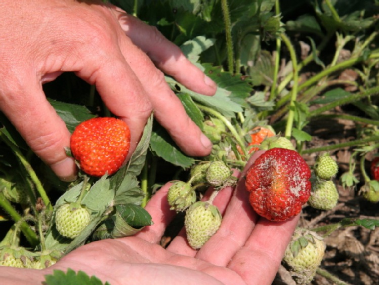 Węgry: nawet połowę owoców mogły zniszczyć kwietniowe mrozy