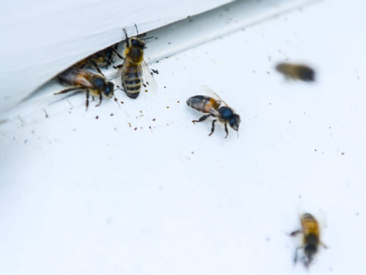 Dolnośląskie: w kotlinie jeleniogórskiej masowo wyginęły rodziny pszczele
