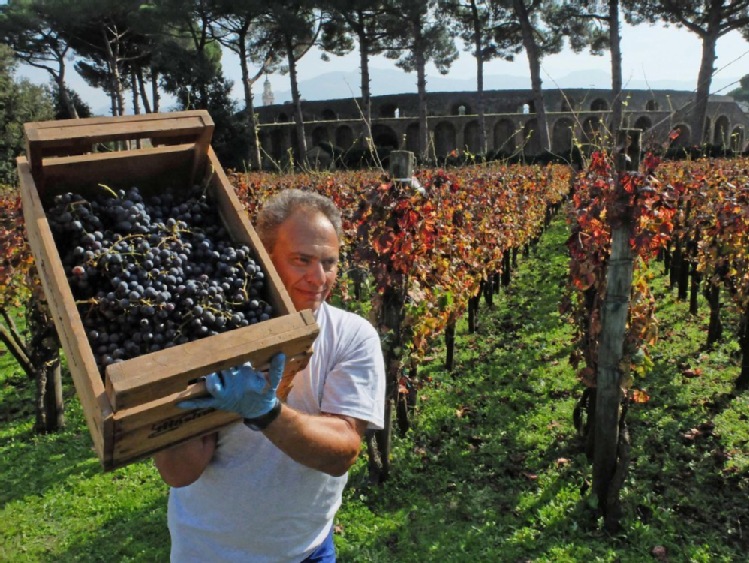 We Włoszech rozpoczęło się tegoroczne winobranie