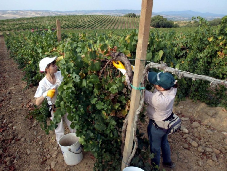 Włochy: 100 mln euro strat w rolnictwie z powodu ataku zimna