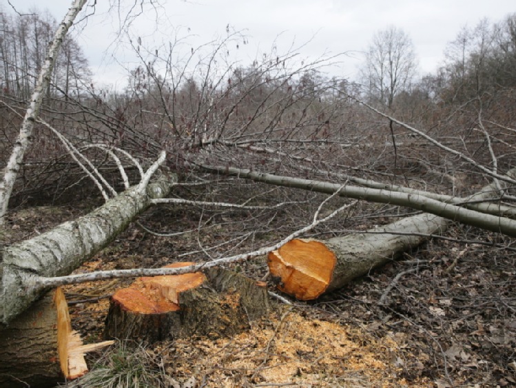 Sejm znowelizował przepisy w sprawie wycinki drzew na prywatnych gruntach