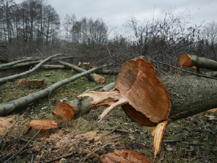 Sejm: komisja za zmianami PiS w ustawie o wycince drzew