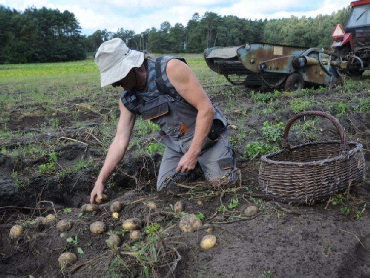 Polska w czołówce europejskich producentów ziemniaków, ale zbiory maleją