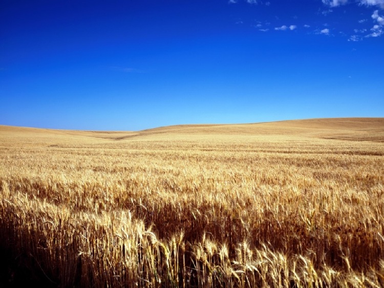 Polska: wynikowy szacunek zbiorów zbóż
