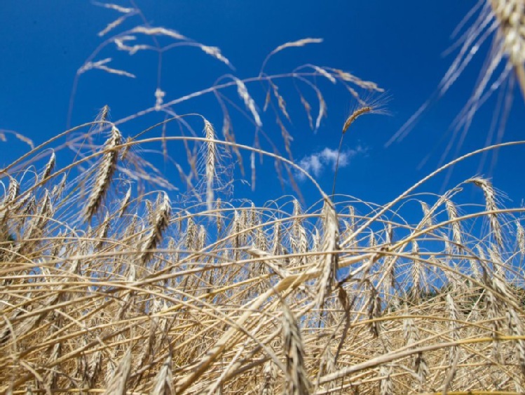 IUNG: susza rolnicza nadal nie występuje; opady opóźniają zbiory zbóż