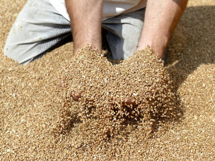 KRIR wnioskuje o pilną interwencja na rynku zbóż i nawozów