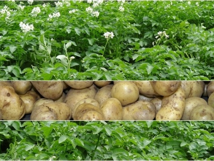 Wniosek o zakaz importu ziemniaków z Egiptu