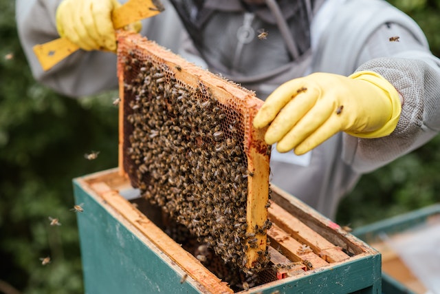 pszczelarstwo-odzież ochronna