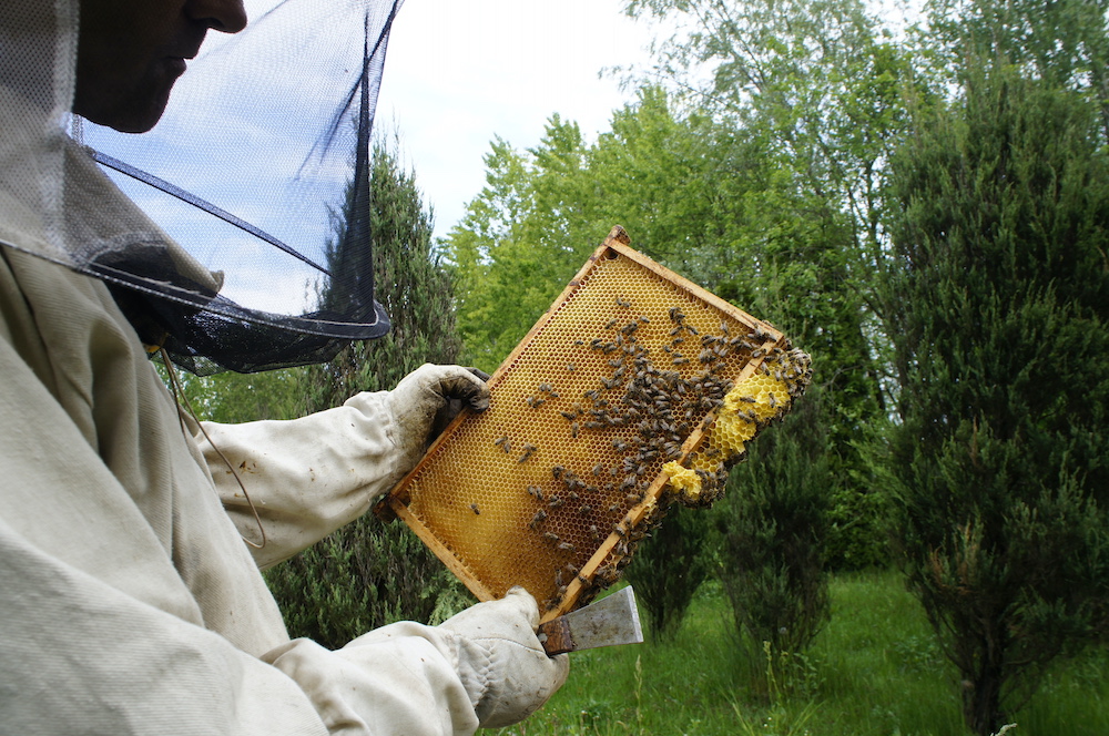 pszczoły_MIÓD, pszczelarstwo-odzież ochronna