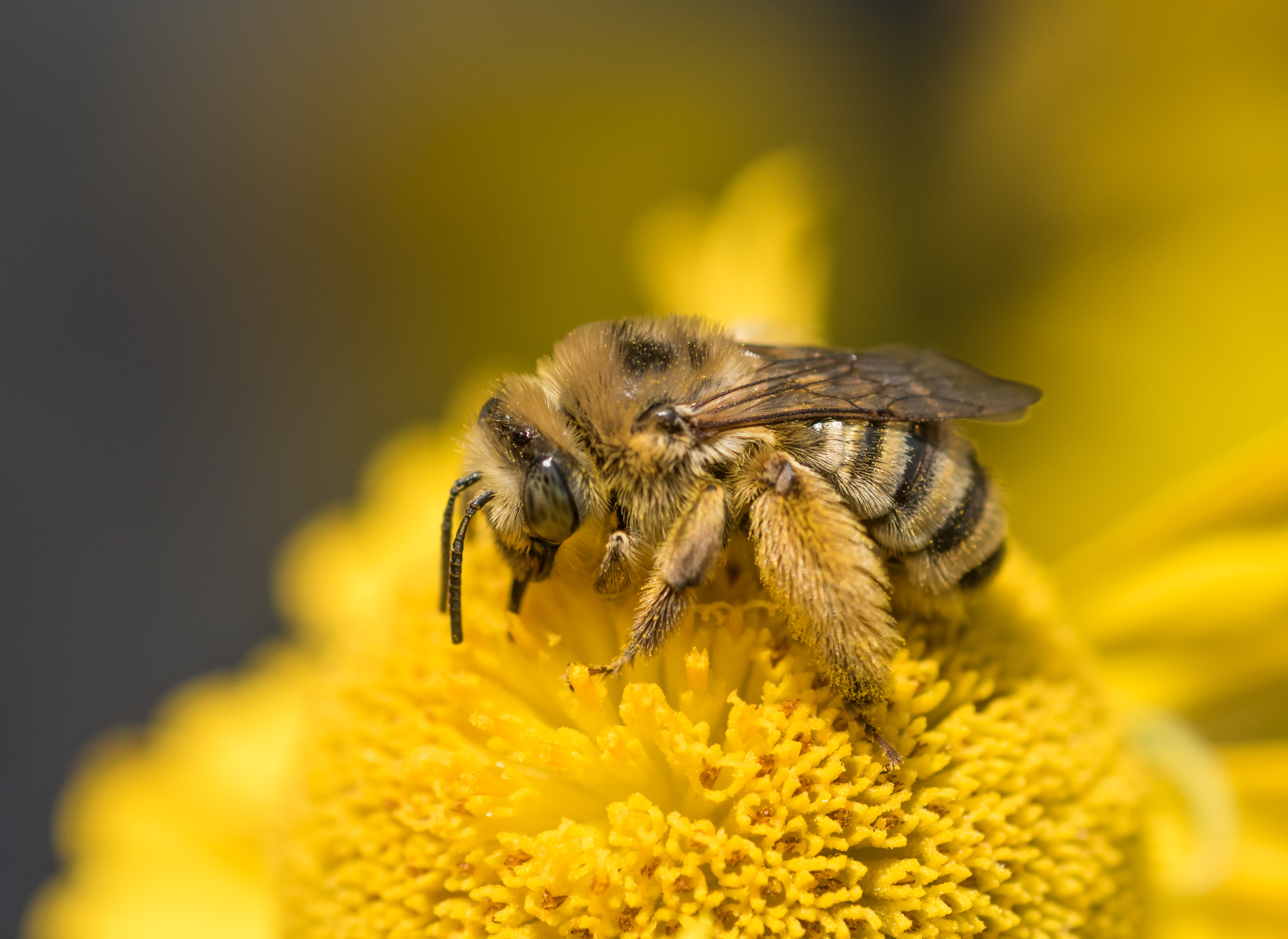 pszczoły_miód