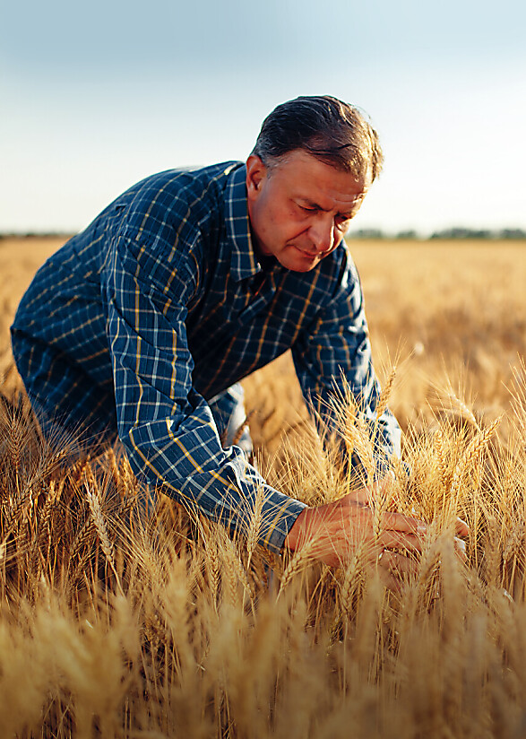 Rolnik_Farmer_zboże